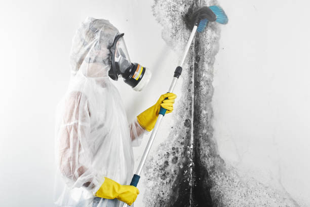 Trusted Oran, MO Mold Removal Experts