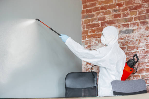 Mold Odor Removal Services in Oran, MO